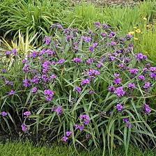 While spiderwort can be grown indoors or in containers with the proper care, it really is best suited to a garden tradescantia concord grape: Tradescantia Andersoniana Group Concord Grape Spider Lily