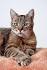 List of cat breeds - Wikipedia