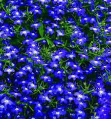 Lobelia Seeds Lobelia Erinus Mrs Clibran Purple Blue And White Colored Flowers Part Sun Shade Blue Flowers Garden Flower Garden Plans Flower Seeds