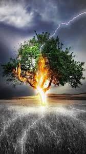 خلفيات موبايل اجمل خلفيات انمي للأيفون 2021 anime wallpaper iphone in 2021 nature tree art amazing nature