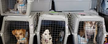 We did not find results for: Animals Pets Transport With Ethiopian Airlines Air Ethiopia Com