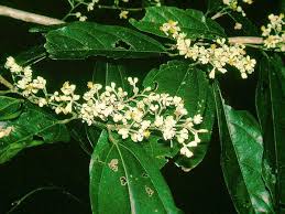 Image result for Grewia schmitzii