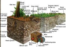 Jenis tanah yang baik untuk menanam tanaman cabe yang pertama adalah tanah yang subur serta gembur. Pertumbuhan Tanaman Industri Dipengaruhi Oleh Jenis Tanah Teguh Prasetyo