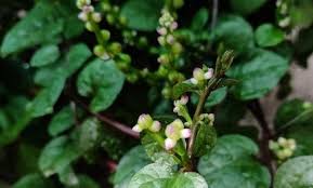 Image result for Embelia