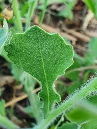 Image result for Emilia discifolia