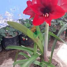 Kami berharap, musim mekar ini menjadi atraksi wisata yang dapat meningkatkan kunjungan wisatawan ke gunung kidul. Jual Bibit Bunga Amarilis Merah Agro Bibit Id