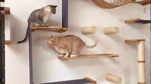 Diy cat wall with cat shelves and a scratching post. Designing Your Cat Wall Catastrophic Creations
