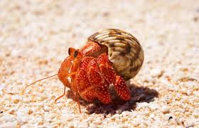 Both understand the value of a genuine relationship and the need to be loyal towards love. Cancer Leo Cusp Exploring The Sign Its Unique Traits Lovetoknow