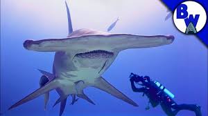Best Places To Dive With Hammerhead Sharks Animals Around The Globe