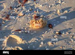 Tulip Shell Egg Case Also Called The Horse Conch Egg Casing Triplofusus Papillosus Washed Ashore On Naples Beach In Naples Florida Stock Photo Alamy