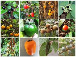 Image result for Solanum