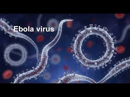 Image result for Filoviridae