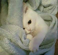 polliana mara adli kullanicinin cats tucked in the bed panosundaki pin guzel kediler sevimli kedi yavrulari sevimli hayvan yavrulari