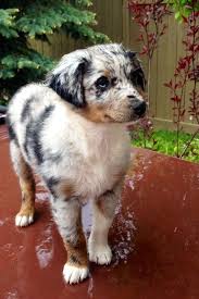 Australian shepherd blue heeler mix. Australian Shepherd Blue Merle Red Heeler Mix Blue Heeler Gamers Smart