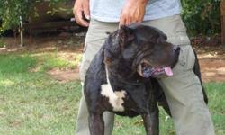 They protected the livestock from from wild predators. Presa Canario Pups 4 Sale Price 500 For Sale In Ellenwood Georgia Best Pets Online