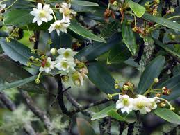 Image result for Droogmansia