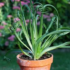 Image result for Albuca virens