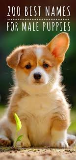 Pin On Dogs And Puppies
