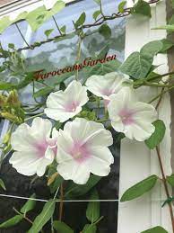 First Love Japanese Morning Glory Seeds 45 60 Days From Seed To Bloom Complimentary Seeds 10 Heavenly Blue Morning Glory Morning Glory Seeds White Flowers Morning Glory
