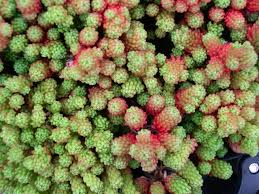 Stress can be caused by any change in the cactus' normal environment. Sedum Lydium Pretty Ground Cover Sun Partial Shade Sedum Plant Plants Sedum