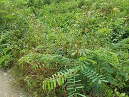 Image result for Indigofera astragalina