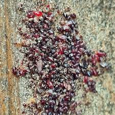 Image result for red mite