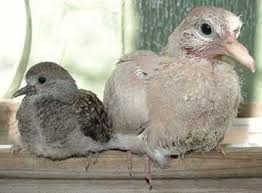 Small Brown Bird With White Ring Around Neck Pin On Doves Pigeons