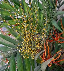 Image result for Chamaedorea seifrizii