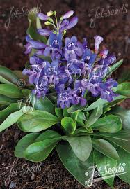 Image result for Pentanisia prunelloides