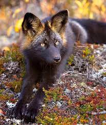 The Silver Fox: The Shimmering Cousin of the Red Fox – New and Tips