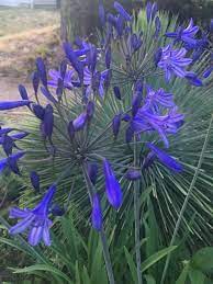 This Is A Strain Of Agapanthus From The Very Cold Hardiest Varieties That We Grow Not Only Are These Perfectly Hardy To Col Plants Agapanthus Plant Agapanthus