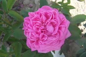 Rosa 'Abel Grant'