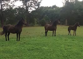 2 hours ago on equine now. Dartmoor Pony Society Of America Inc Home Facebook