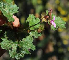 Image result for Pelargonium grossularioides