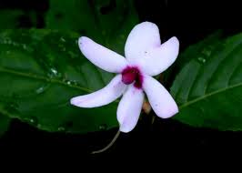 Image result for Impatiens gomphophylla