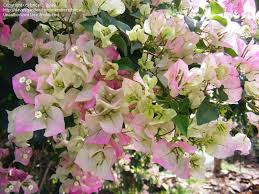 These varieties have been selected and graded by gardening experts as the very best for. 17 Bougainvillea Bambino Ideas Bougainvillea Plants Flowers