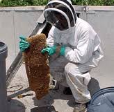 Desert sky pest control, glendale, az. Desert Sky Pest Control Glendale Az