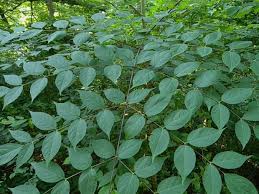 Maybe you would like to learn more about one of these? Devil S Walking Stick Aralia Spinosa