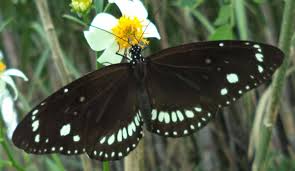 Berburu wallpaper adalah sebuah kegiatan yang pastinya sering dilakukan tidak terkecuali mencari gambar batik. Ajeran Dan Kupu Kupu Gagak Hitam Putih Euploea Core Bluepurplegarden