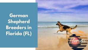 We are proud of our german shepherd dogs and invite you to come in and look! 34 German Shepherd Breeders In Florida Fl German Shepherd Puppies For Sale Animalfate