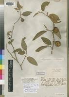 Image result for Solanum campylacanthum 'incanum type'