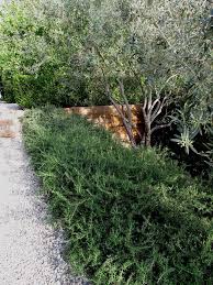 A Low Hedge Of Rosemary Lines A Tidy Gravel Path Olive Trees Landscape Mediterranean Landscaping Mediterranean Garden