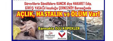 Cerkezkoy Belediye Baskani Vahap Akay Katliama Dur De Haykonfed Hayvanlarin Yasam Haklari Konfederasyonu