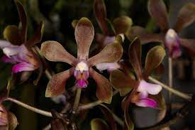 Phalaenopsis Taenialis Syn Phalaenopsis Braceana 2018 01 08 01 Phalaenopsis Orchid Flower Orchids