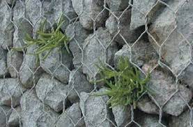 Gabion Wall Plants Rock Wall Fencing Urban Habitat Gabion Wall