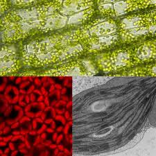 They are in plants and in this figure transmission electron micrographic image of chloroplast and its structure. Structure And Function Of Chloroplasts Volume Ii Frontiers Research Topic
