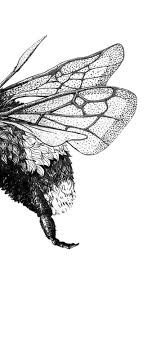 Get inspired by our community of talented artists. Hummel Bumblebee Zeichnung Illustration Schwarzweiss Black White Hummel Bumblebee Illustration Art Naturelovers Forind Illustration Zeichnung Hummel