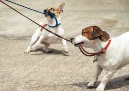 We did not find results for: Training Your Dog To Walk On A Leash Tips And How I Met My Dog