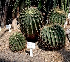 Image result for Cactaceae