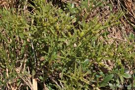 Image result for Thesium nigricans